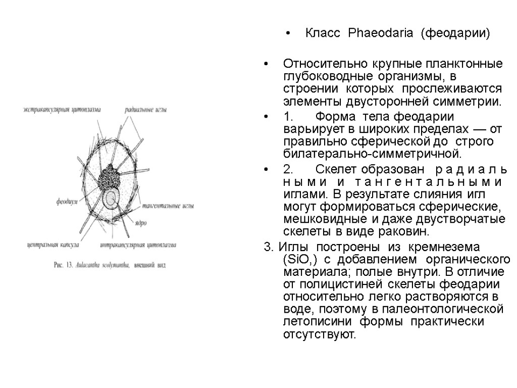 Класс Phaeodaria (феодарии) Относительно крупные планктонные глубоководные организмы, в строении которых прослеживаются элементы двусторонней